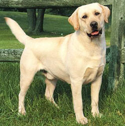 labrador.